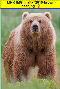 Image of bear with overlay displaying alt text "Link image alt= 2010-brow-bear.jpg"